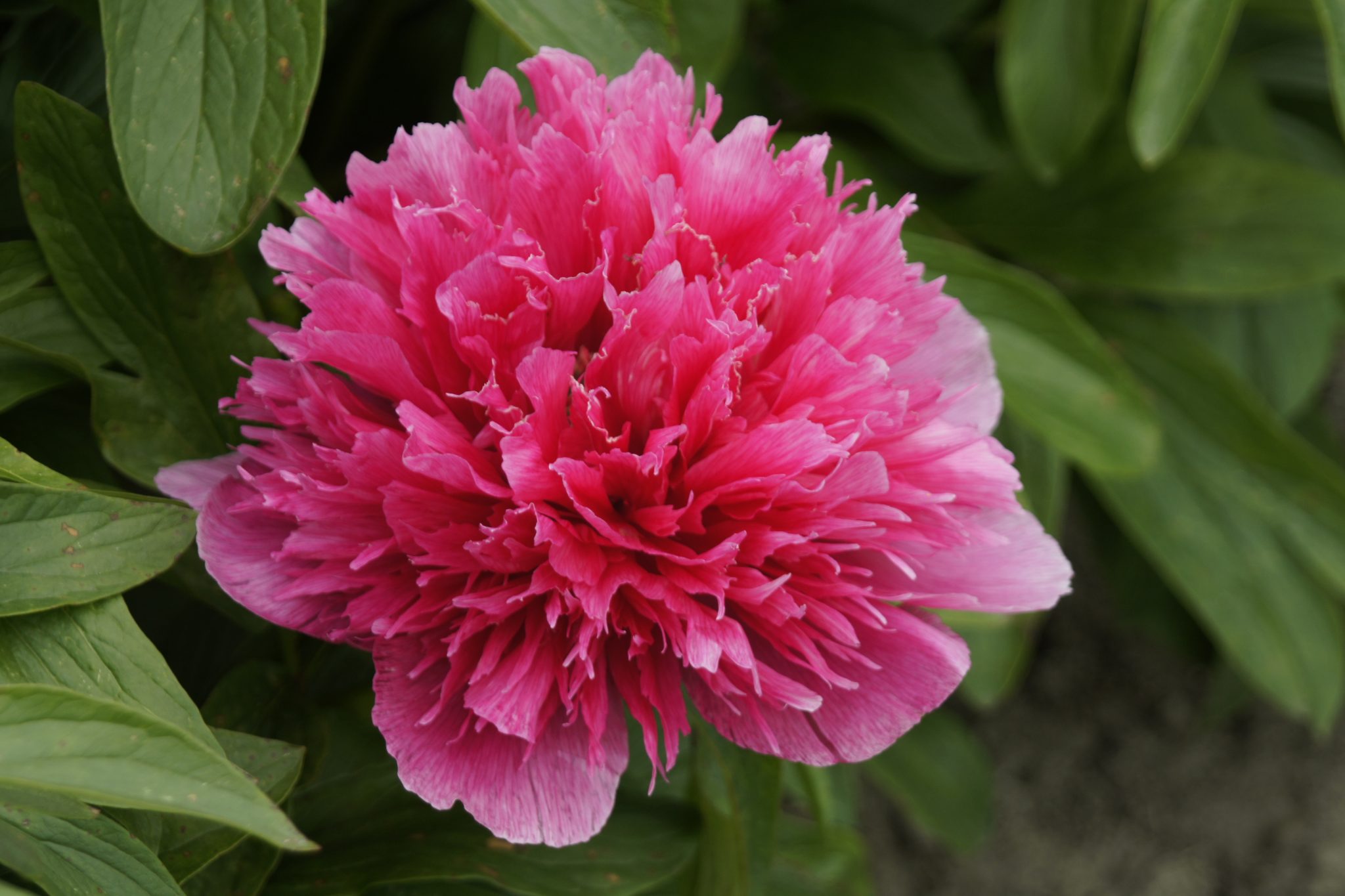 Paeonia officinalis 'Rosea Plena'